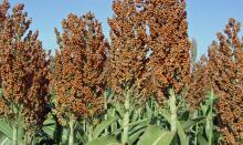 Sorghum