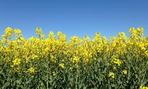 Rapeseed